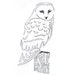 SnowyOwlSupply
