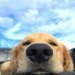 ForgedByPaws