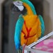 Buyer Avatar
