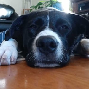 Potluck Dinner Planner Stickers - Etsy