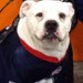 BigDogLady avatar