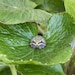 Green Sage