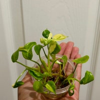 AlliesHomeAndGarden