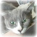Buyer Avatar