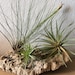 NaturalDriedDecor