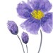 Violetcraftshop