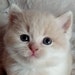 Buyer Avatar