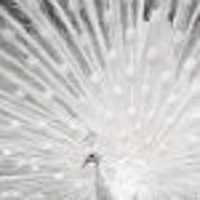 CloudBubbles