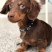 MuttsnBones