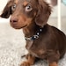 MuttsnBones avatar