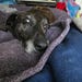 The Print Hound