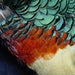 FeatherWorld1