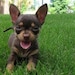 Buyer Avatar