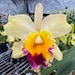 PeakOrchids