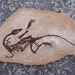 PaleoWorld
