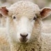 Mr Sheep