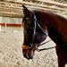 HorseDigs