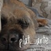 platarte