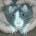 Buyer Avatar
