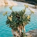 VanishedFlora