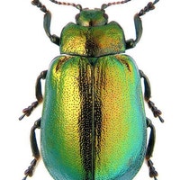 ParadiseScarabs
