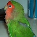 Buyer Avatar