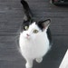 Buyer Avatar