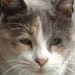 engravingwiz avatar
