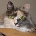 Laura Bauer avatar