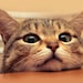 Buyer Avatar