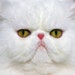 Buyer Avatar