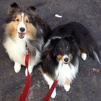 HaberdasheryDog