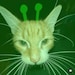 Buyer Avatar