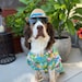 CrazyCanineDesigns