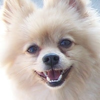CherylAnnsPets