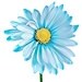 daizyblue avatar