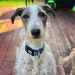 TheBarkSideDogLeads