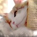 Buyer Avatar