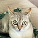 Nadiya profile picture