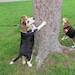 BUSYBEAGLEVINTAGE