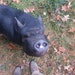 Steve avatar