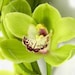 Gardenleafdesigns avatar