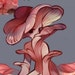 Buyer Avatar