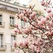 MagnoliaMixes