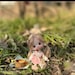 AmyPlayswithDolls