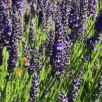 LuneandLavender