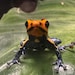 SnapFlyer