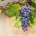 Vinebranchdesigns