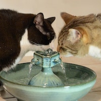 ThirstyCatFountains