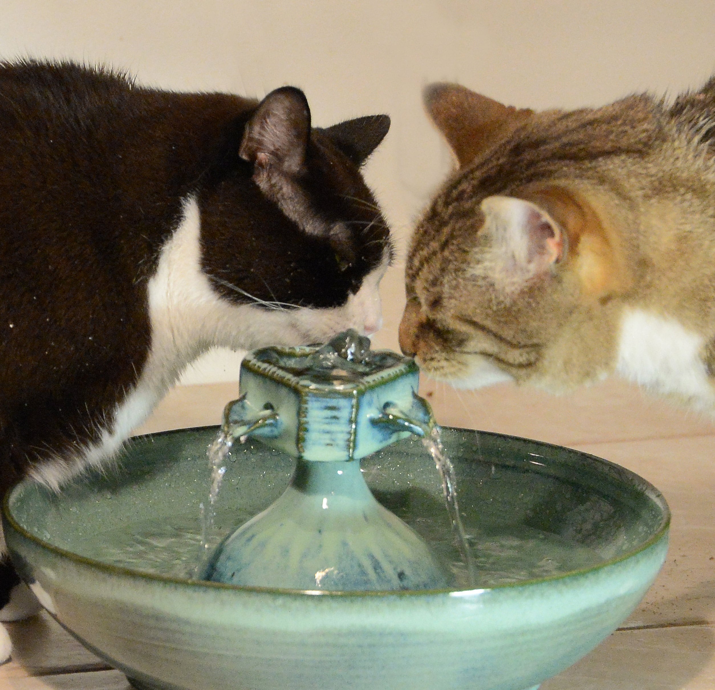 Cat water fountain ireland online